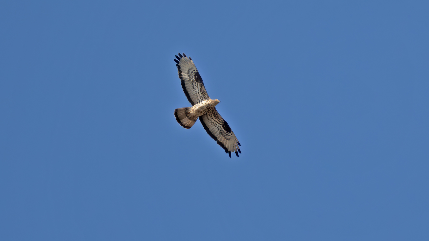 European Honey Buzzard | Pernis apivorus | Photo made at the migration site Brobbelbies Noord near Uden, The Netherlands | 14-08-2020