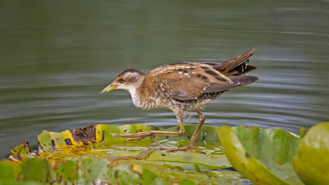 Little Crake | Zapornia parva | Photo made in Budel, The Netherlands | 20-08-2020