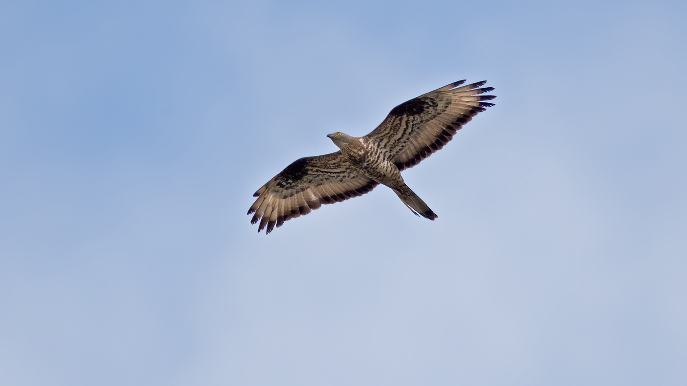 European Honey Buzzard | Pernis apivorus | Photo made at the migration site Brobbelbies Noord near Uden, The Netherlands | 28-08-2020