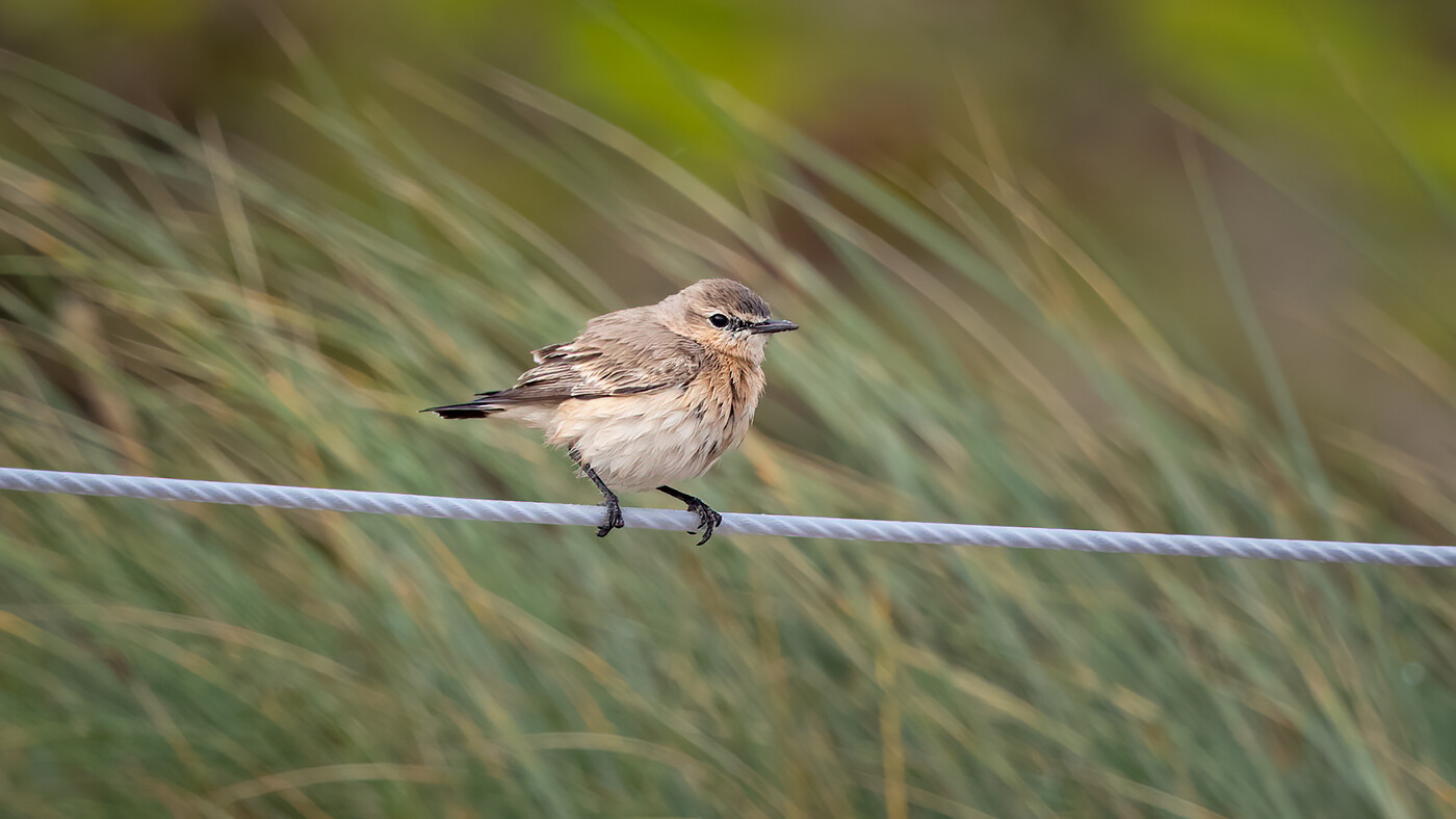 Isabelline Wheatear | Oenanthe isabellina | Photo made near de lighthouse on the island of Texel, The Netherlands | 11-10-2020