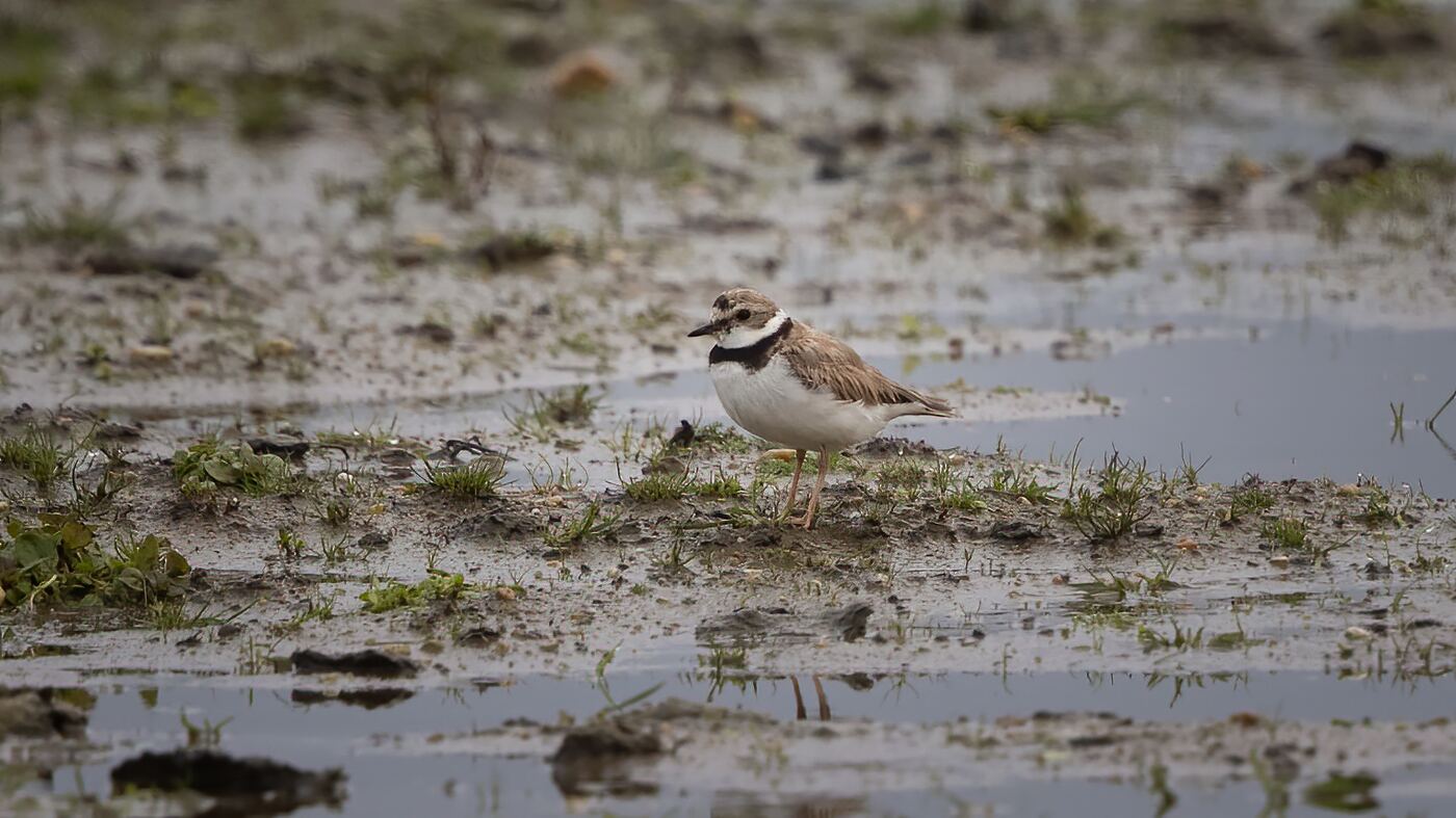 Little Ringed Plover | Charadrius dubius | Photo made in the Keent near Grave, The Netherlands | 01-12-2020
