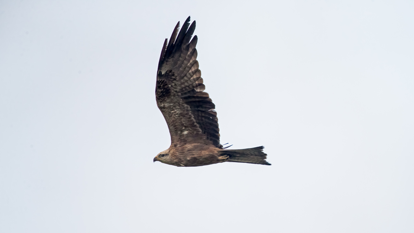 Black Kite | Milvus migrans | Photo made in the Oeverpolder near Den Oever, The Netherlands | 17-12-2020