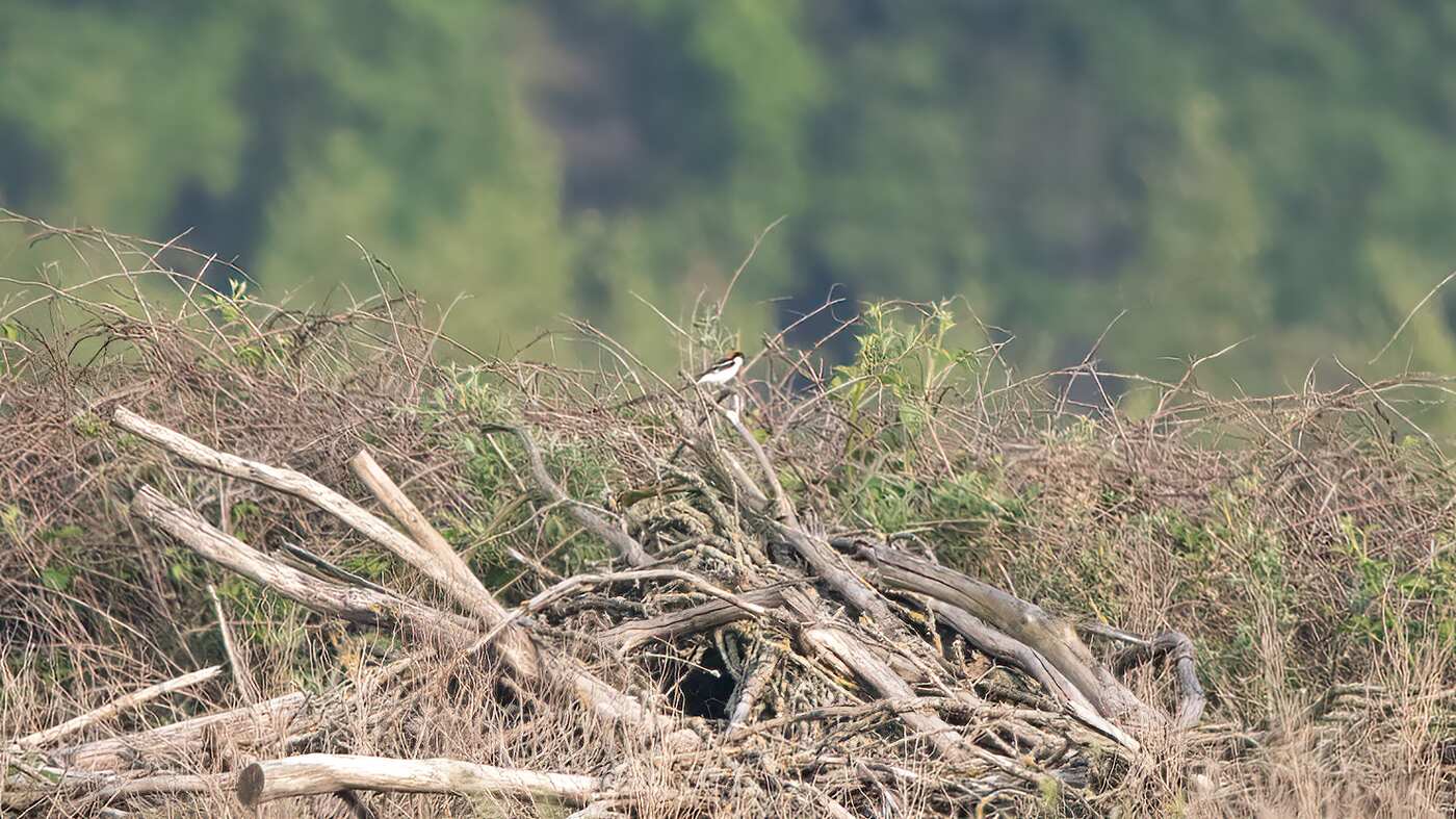 Woodchat Shrike | Lanius senator | Photo made at the migration site Brobbelbies Noord, The Netherlands | 03-06-2021