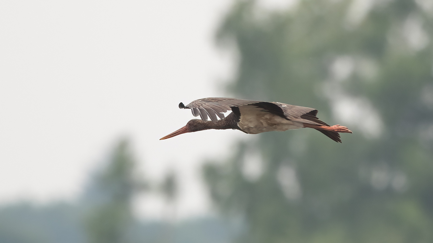 Black Stork | Ciconia nigra | Photo made at the Strabrechtse Heide near Lierop, The Netherlands | 25-06-2021