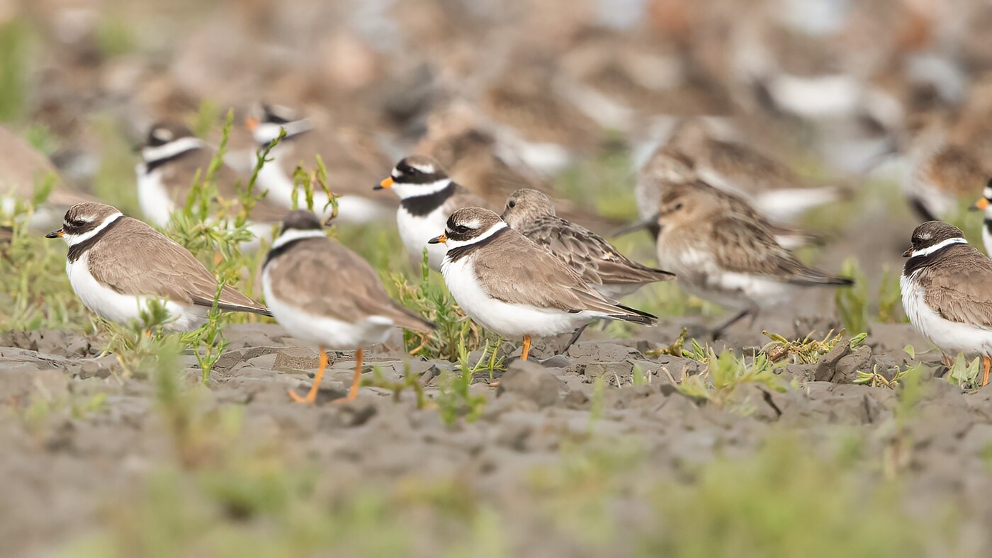 Common Ringed Plover | Charadrius hiaticula | Photo made at Westhoek near St.-Jacobiparochie, The Netherlands | 8-08-2021