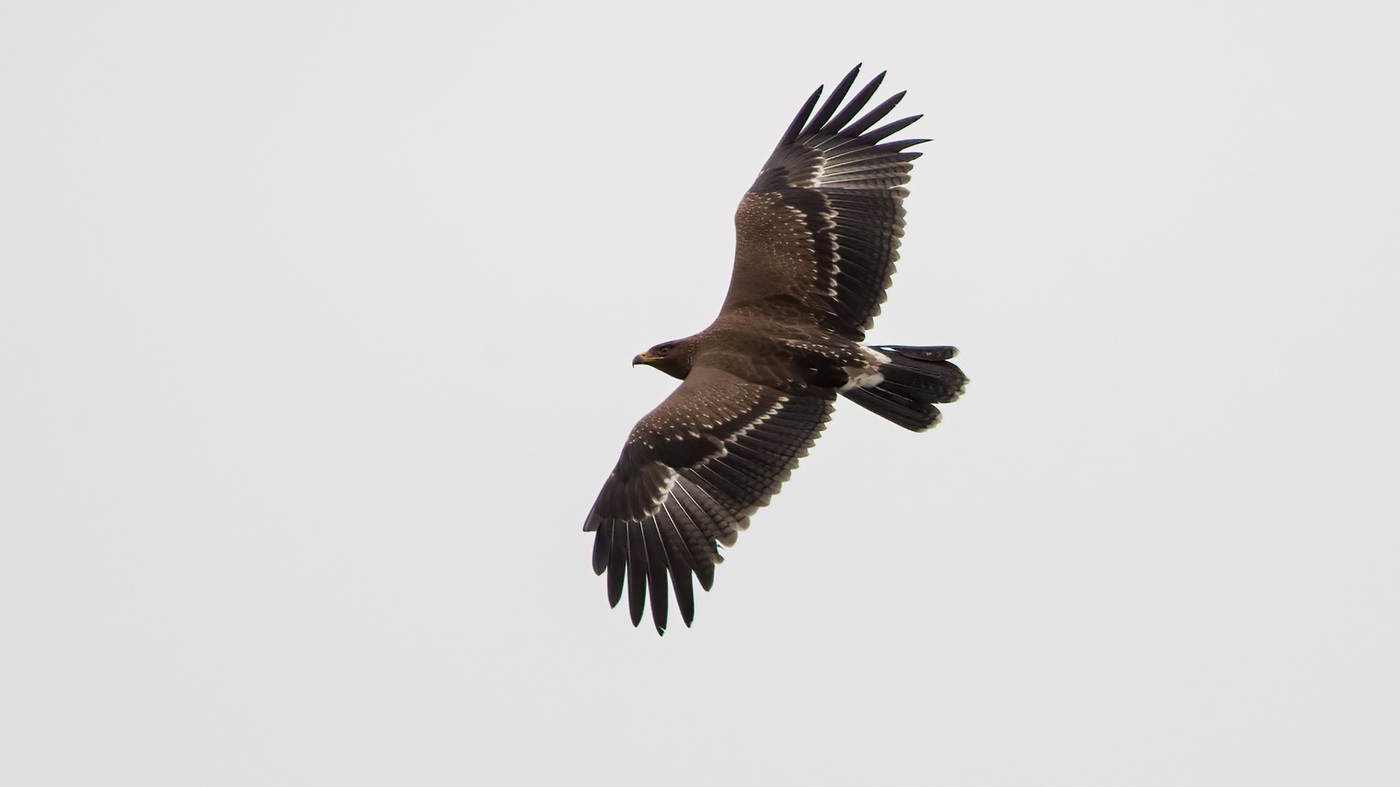 Lesser Spotted Eagle | Clanga pomarina | Hank | 2-10-2021