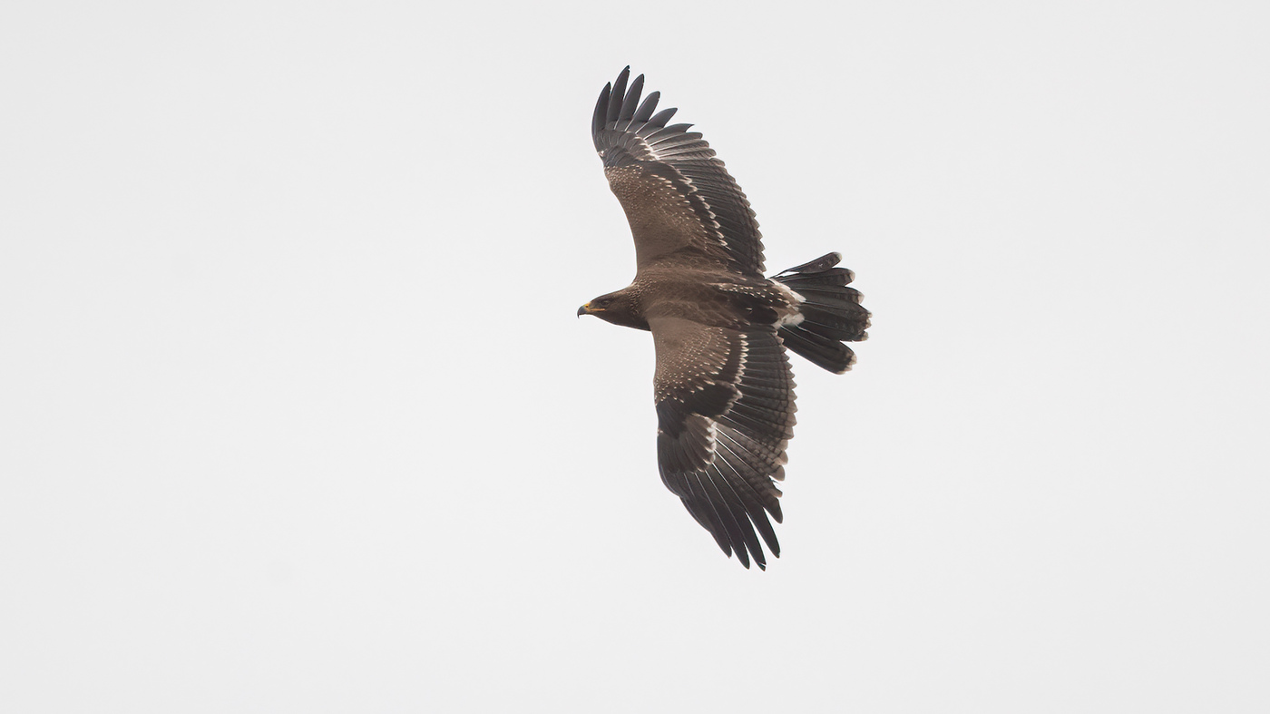 Lesser Spotted Eagle | Clanga pomarina | Photo made near Hank, The Netherlands | 2-10-2021