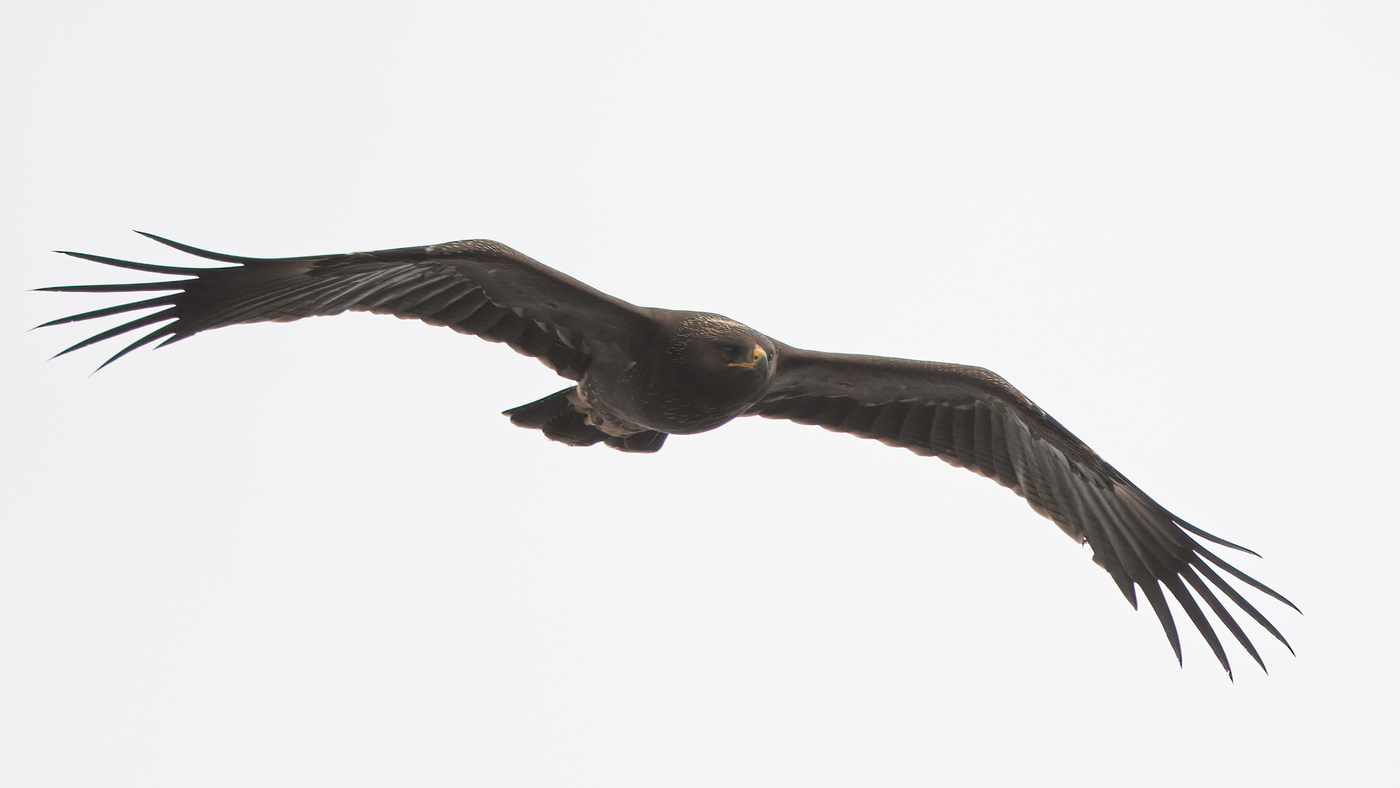 Lesser Spotted Eagle | Clanga pomarina | Photo made near Hank, The Netherlands | 2-10-2021