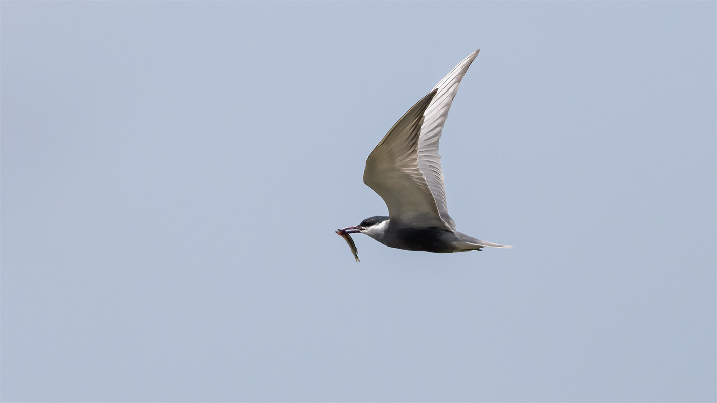 Whiskered Tern | Chlidonias hybrida | Photo made at the Onnerpolder