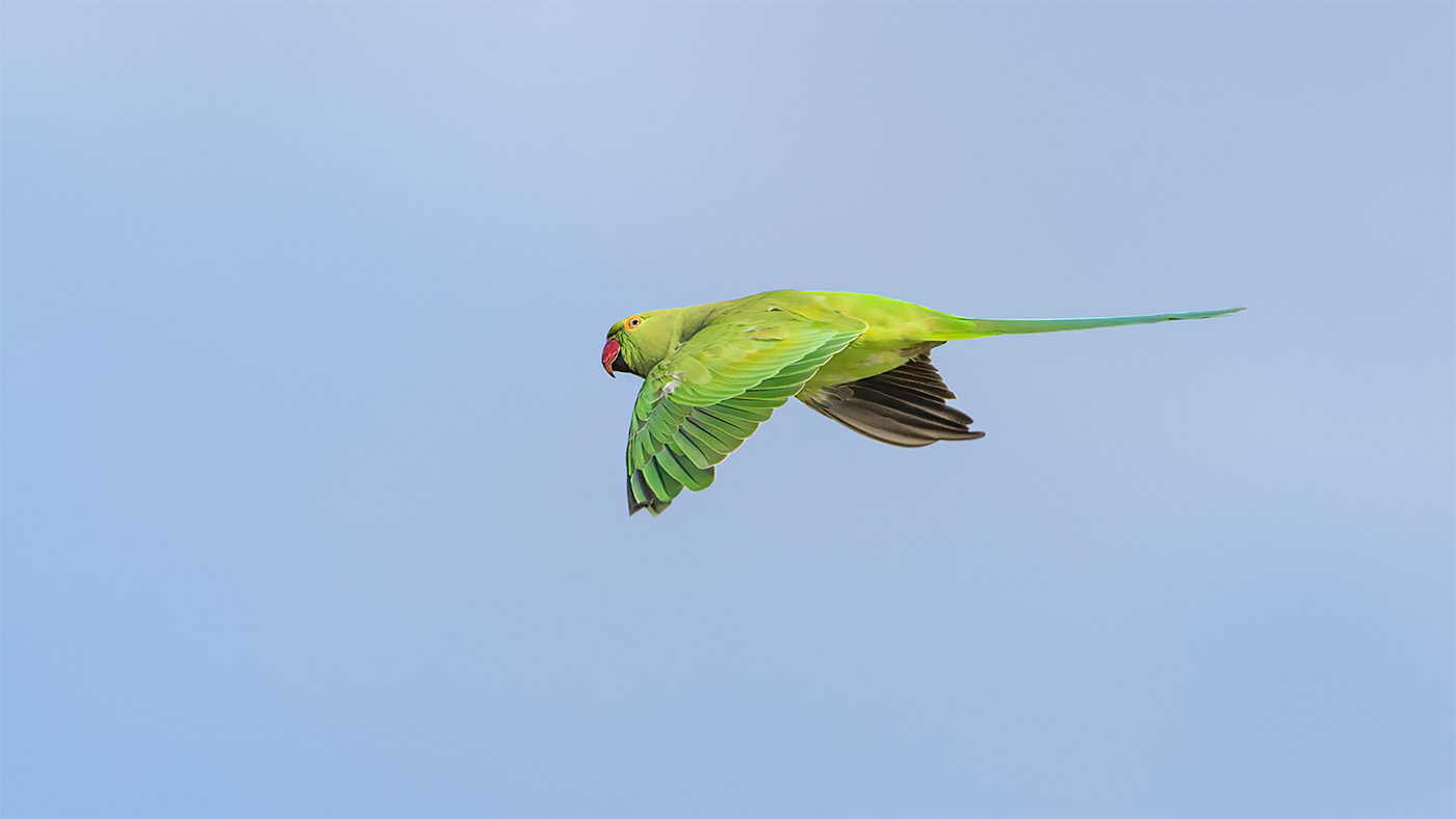 Rose-ringed Parakeet | Psittacula krameri