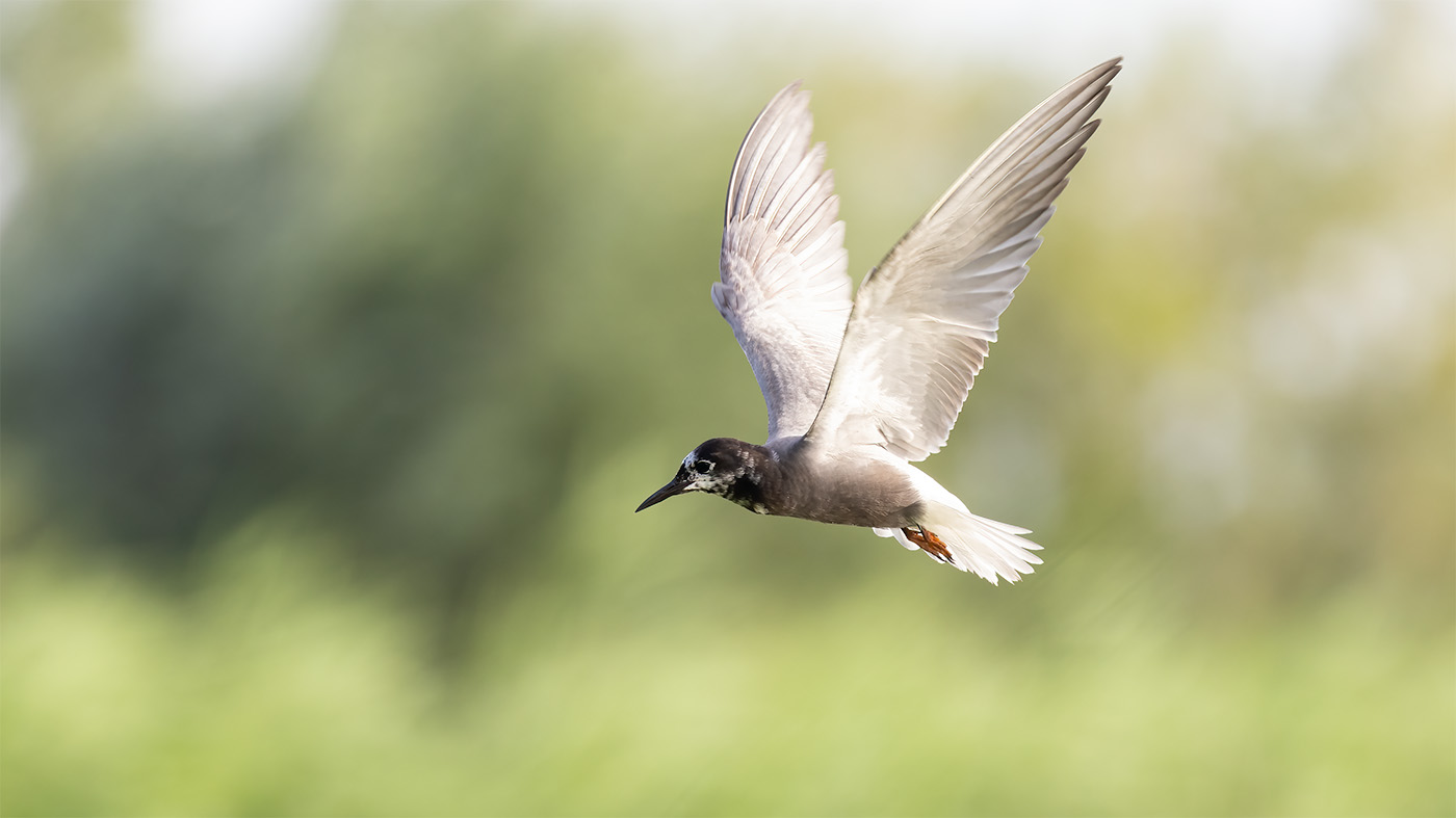 Black Tern | Chlidonias niger