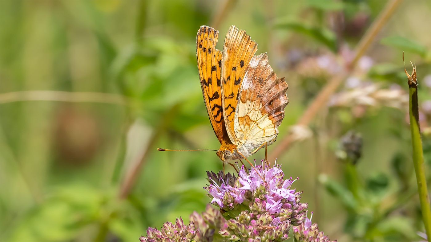 Marbled Fritillary | Brenthis daphne