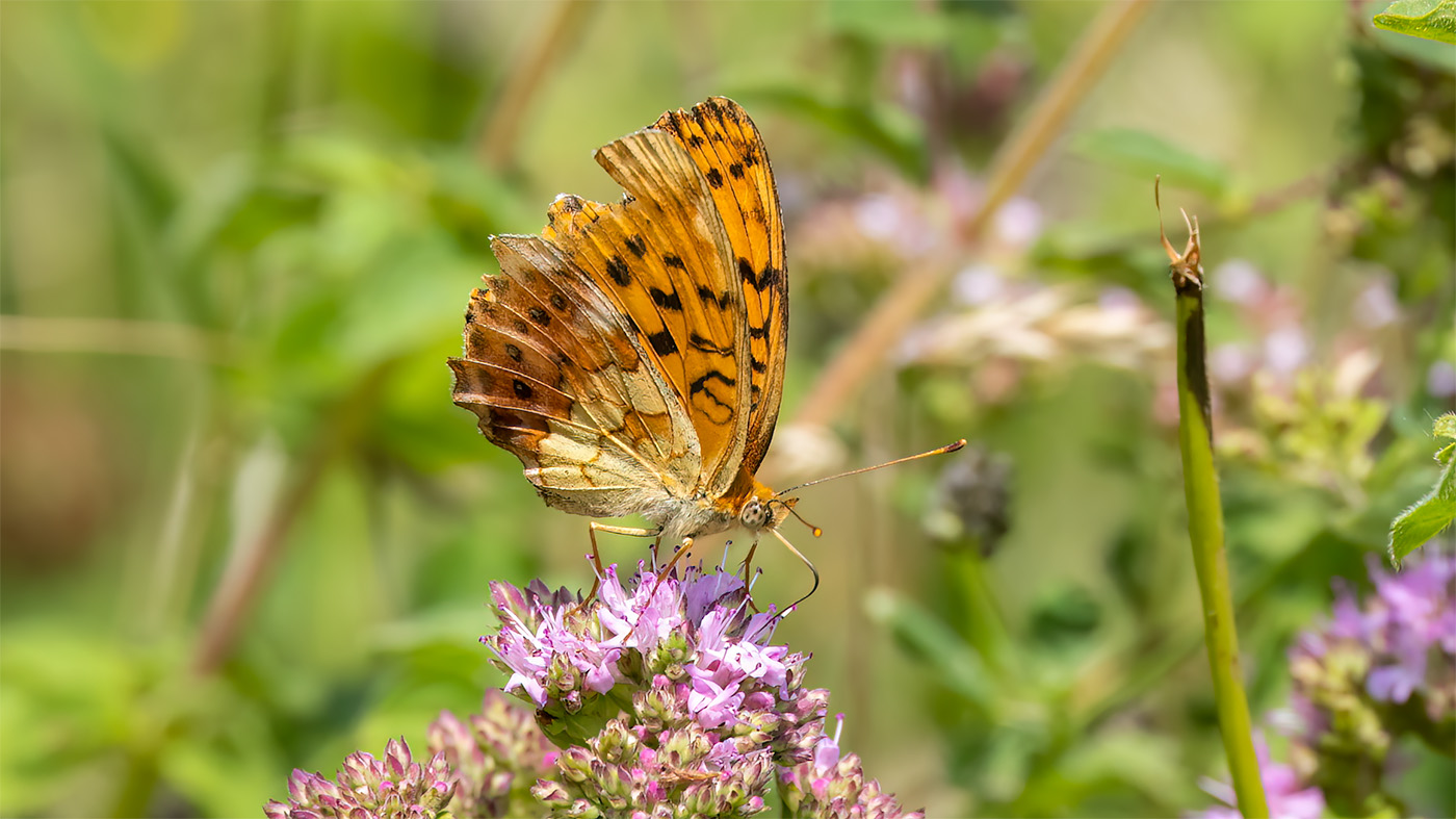 Marbled Fritillary | Brenthis daphne
