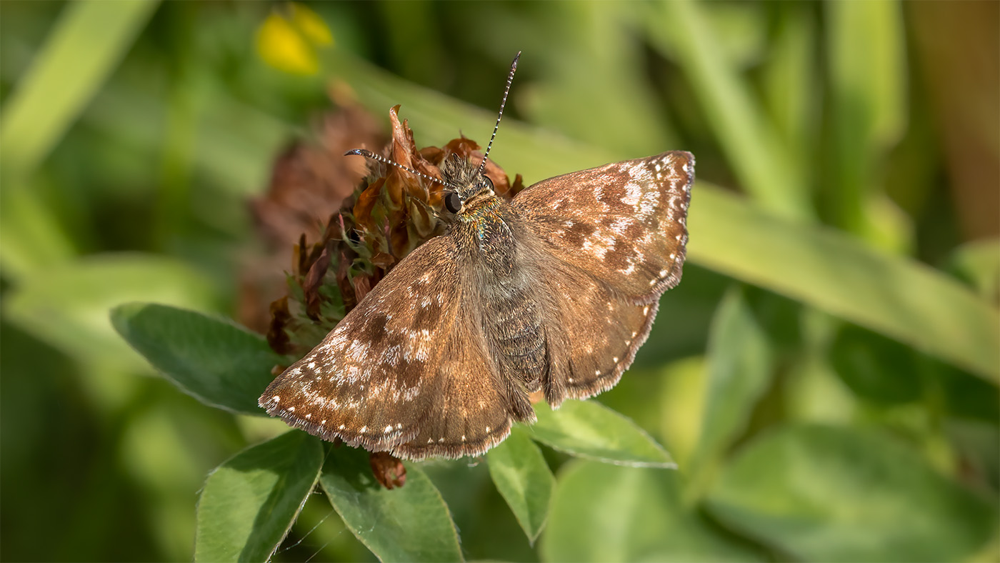 Dingy Skipper | Erynnis tages