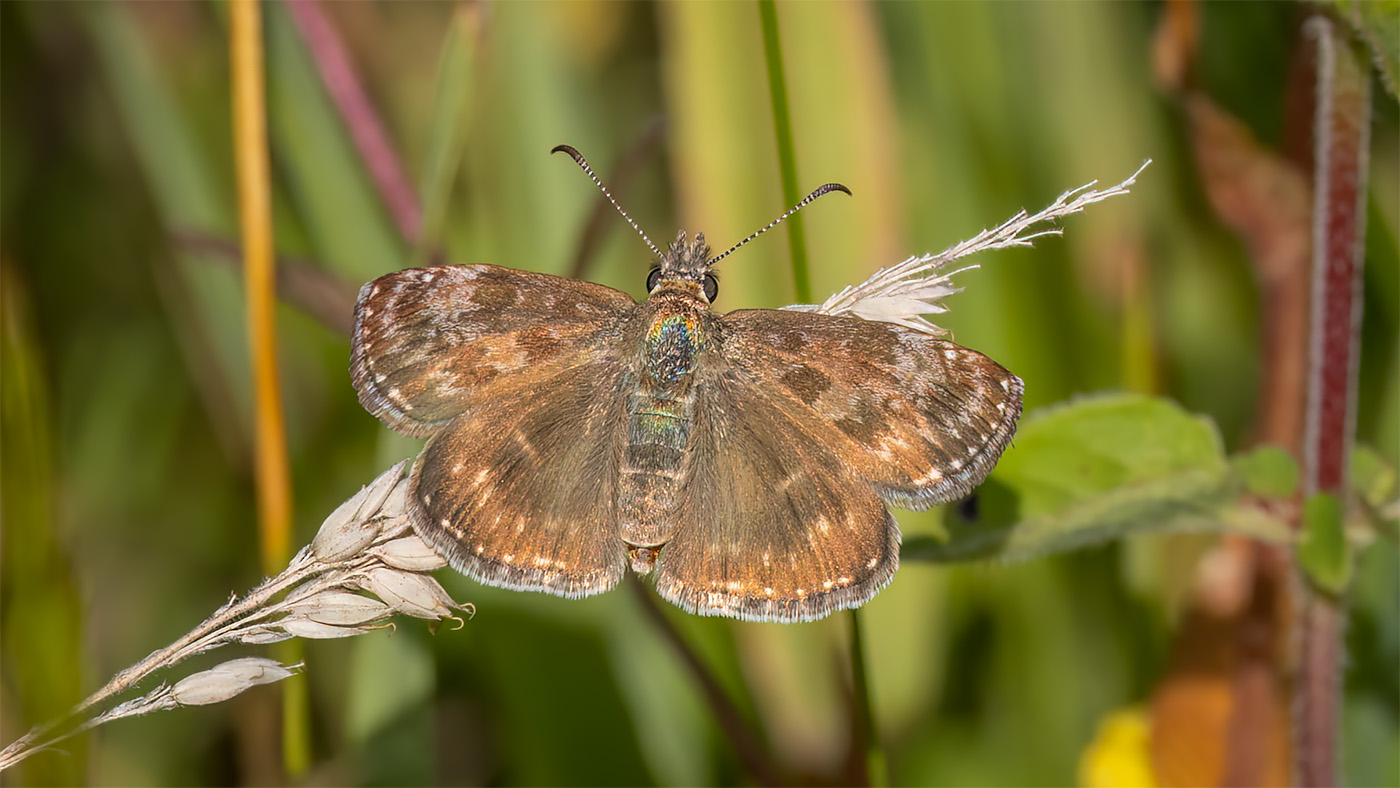 Dingy Skipper | Erynnis tages