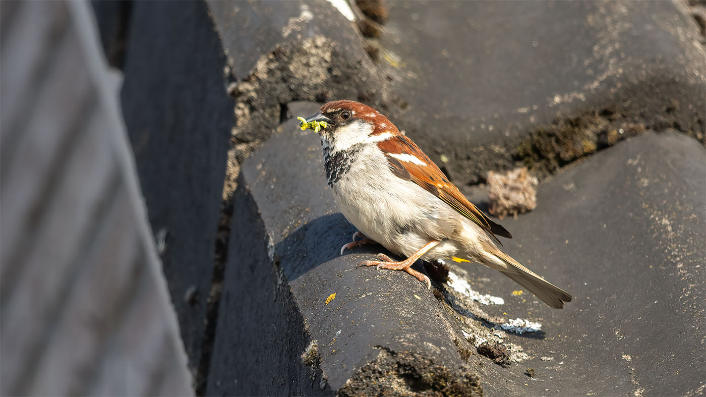 Italian Sparrow | Passer italiae