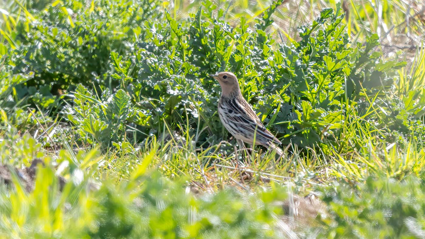 Red-throated Pipit | Anthus cervinus