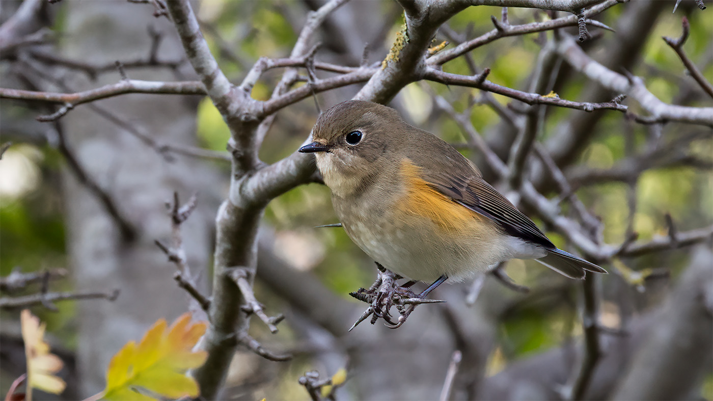 Red-flanked Bluetail | Tarsiger cyanurus