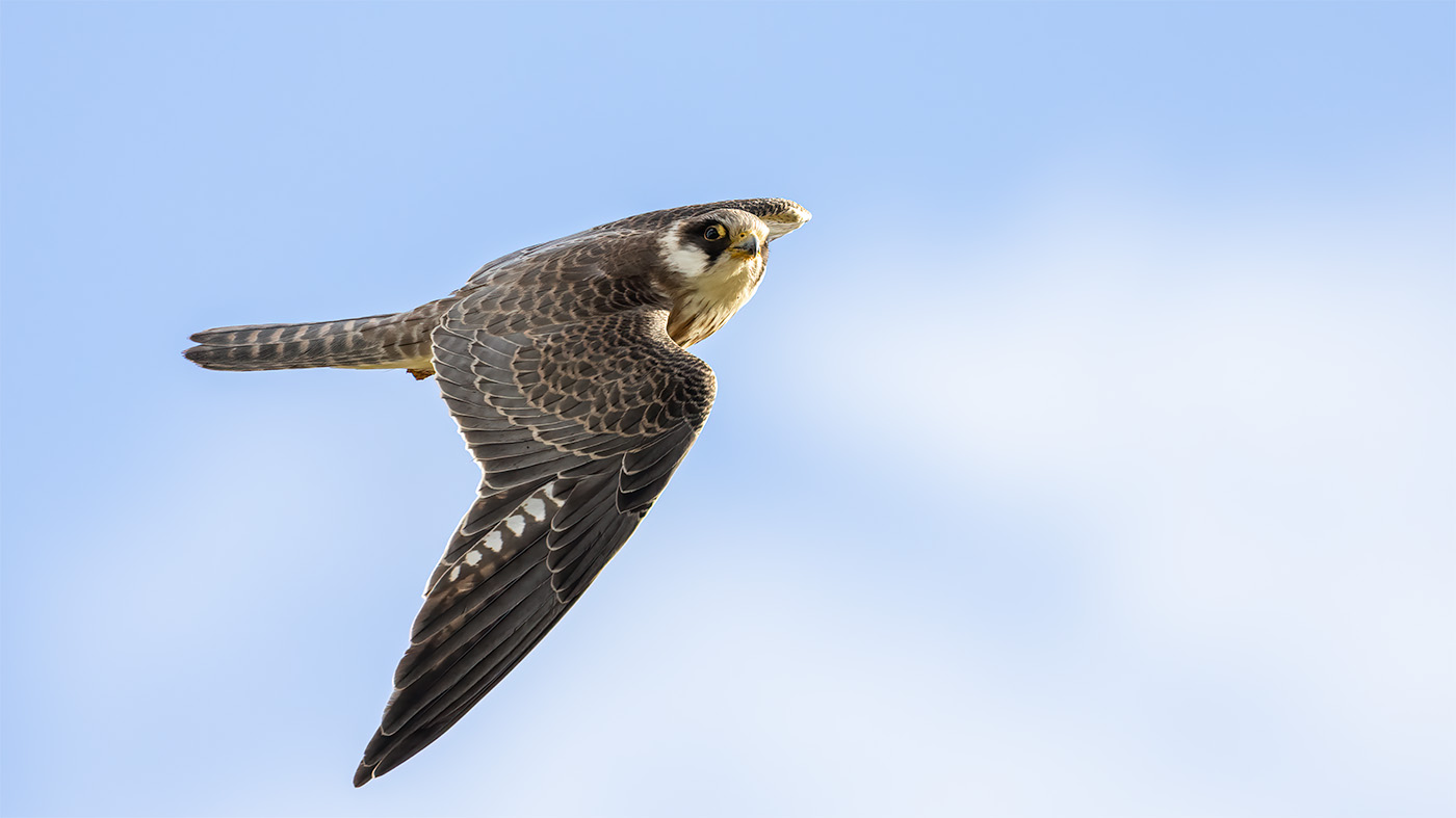 Red-footed Falcon | Falco vespertinus