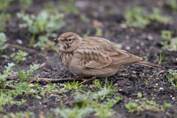 Crested Lark