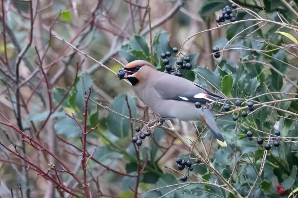 Bohemian Waxwing