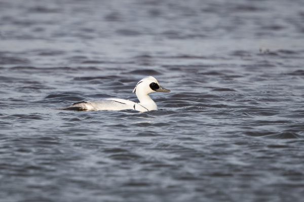 Smew