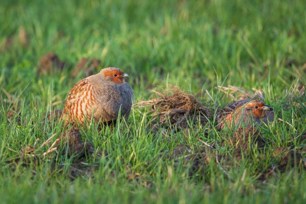 Grey Partridge