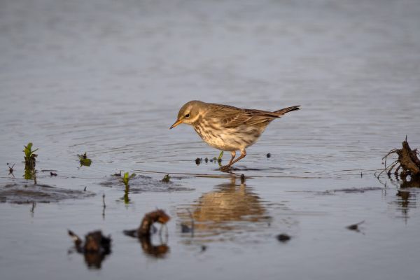 Water Pipit