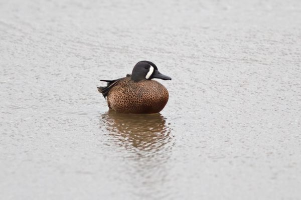 Blue-winged Teal