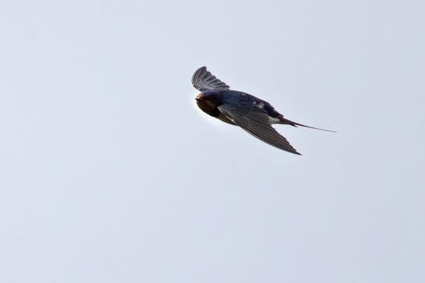Barn Swallow