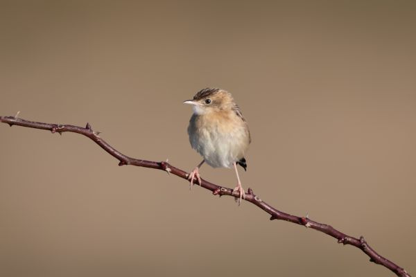 Zitting Cisticola