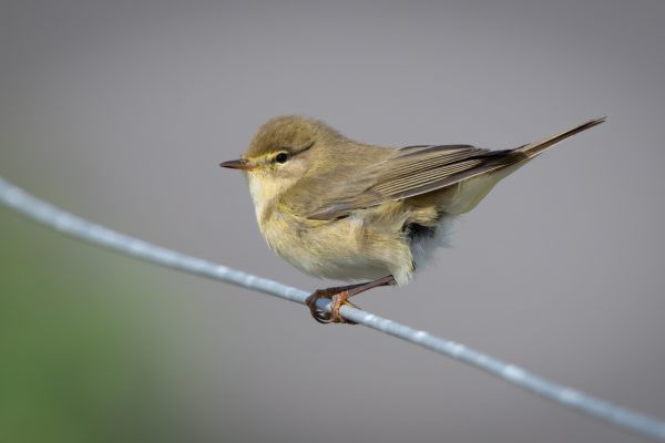 Willow Warbler
