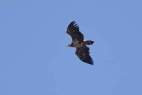 White-tailed Eagle