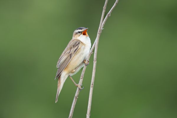 Sedge Warbler