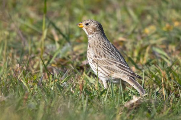 Corn Bunting