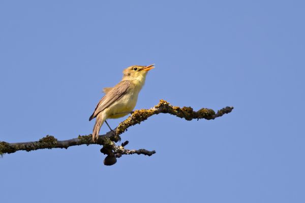 Melodious Warbler