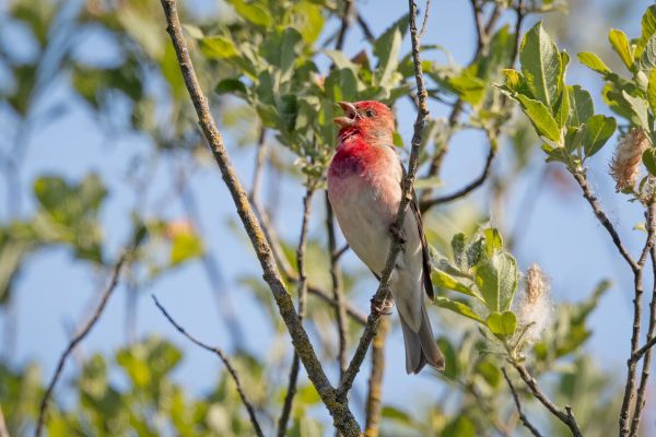 Common Rosefinch