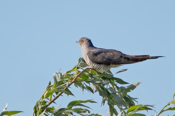 Common Cuckoo