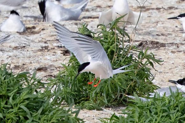 Roseate Tern