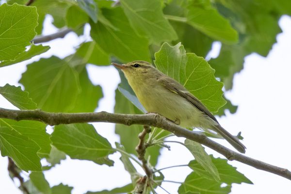 Green Warbler