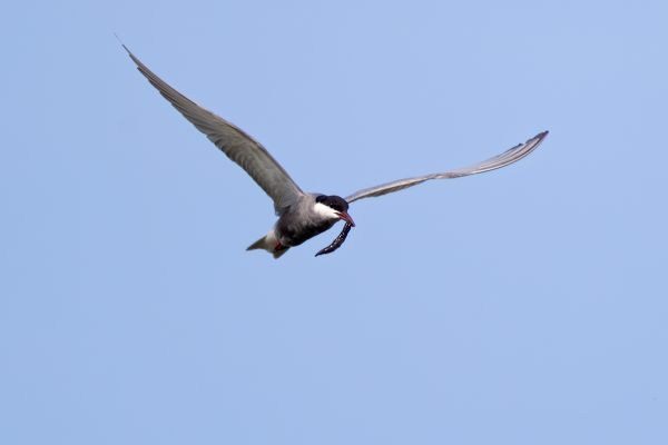 Whiskered Tern