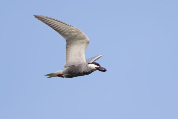 Whiskered Tern