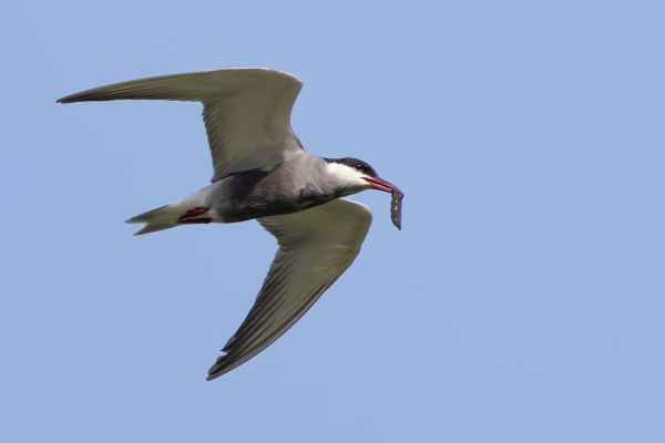 Whiskered Tern