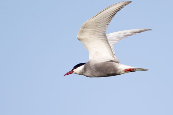 Whiskered Tern
