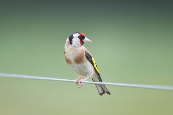 European Goldfinch
