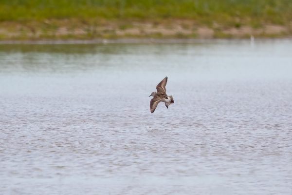 White-rumped Sandpiper