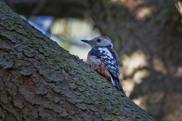 Middle Spotted Woodpecker