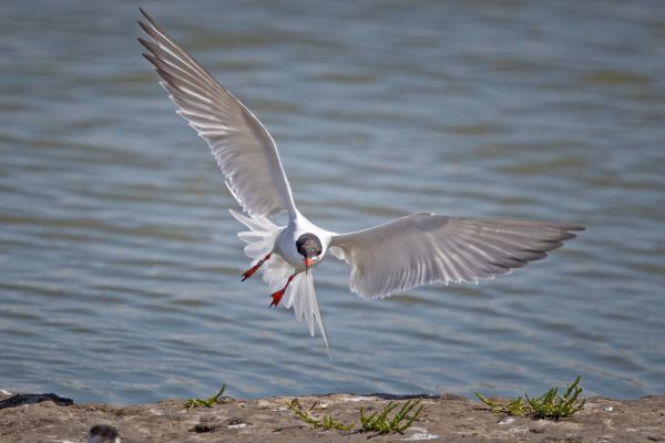 Common Tern