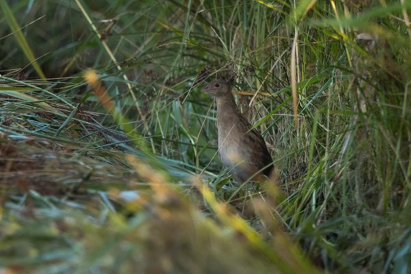 Corn Crake