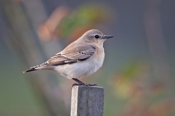 Northern Wheatear